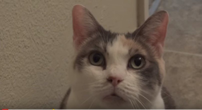 Calico cat won't stop meowing in the bathroom! 